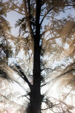 Sis, sabah ağaçların arasından güzel güneş ışınları oluşturur..