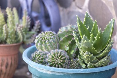 Ev bahçesindeki saksıda birkaç kaktüs bitkisinin yakın görüntüsü..