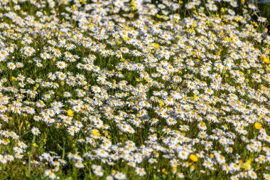 Papatya çayır manzaralı beyaz papatya çiçekleri.