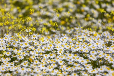 Papatya çayır manzaralı beyaz papatya çiçekleri.
