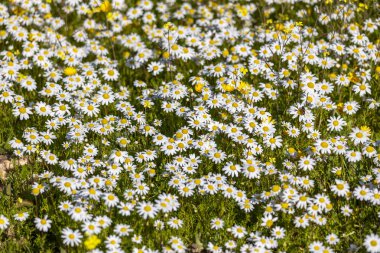 Papatya çayır manzaralı beyaz papatya çiçekleri.