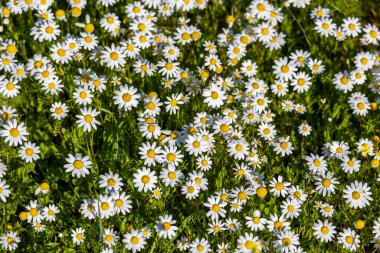 Papatya çayır manzaralı beyaz papatya çiçekleri.
