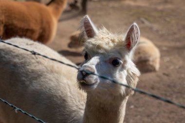 Çitlerle çevrili bir çiftlikteki bir grup alpaka hayvanının yakın görüntüsü.