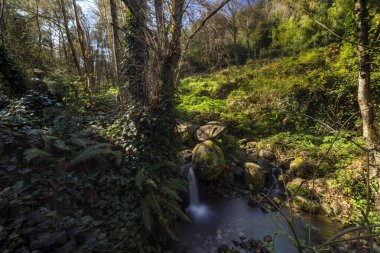 Tall trees and a fresh stream of water on a mountainous area of Monchique, Portugal. clipart