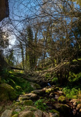 Tall trees and a fresh stream of water on a mountainous area of Monchique, Portugal. clipart