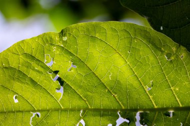 Yeşil yapraklı makroyu kapat, güneş ışığı içinden geçerken..