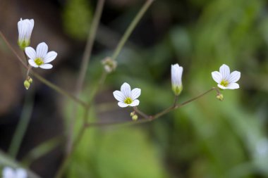 Flax (Linum katarticum) çiçeklerinin arınma görünümünü kapat.