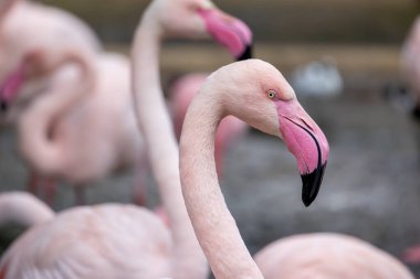 Hayvanat bahçesindeki güzel pembe flamingo kuşunun yakın görüntüsü.