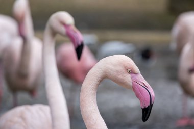 Hayvanat bahçesindeki güzel pembe flamingo kuşunun yakın görüntüsü.