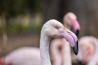 Hayvanat bahçesindeki güzel pembe flamingo kuşunun yakın görüntüsü.