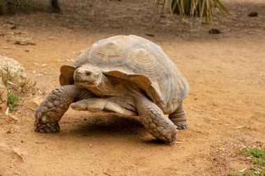 Afrika mahmuzlu kaplumbağasına yakından bak (Centrochelys sulcata).