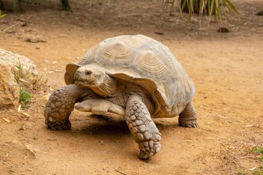 Afrika mahmuzlu kaplumbağasına yakından bak (Centrochelys sulcata).