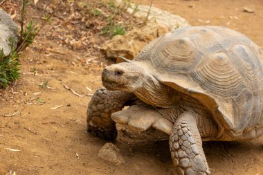 Afrika mahmuzlu kaplumbağasına yakından bak (Centrochelys sulcata).