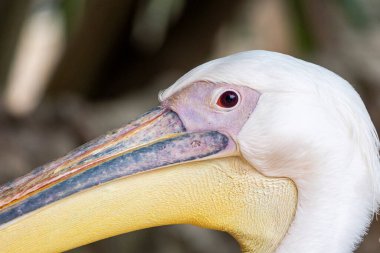 Büyük beyaz pelikanın (Pelecanus onocrotalus) yakın görüntüsü).