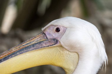 Büyük beyaz pelikanın (Pelecanus onocrotalus) yakın görüntüsü).