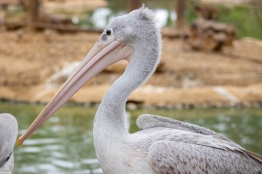 Benekli pelikanın (Pelecanus philippensis) yakın görüntüsü) .