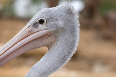 Close up view of the spot-billed pelican (Pelecanus philippensis) . clipart