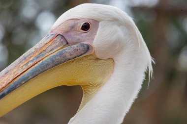 Büyük beyaz pelikanın (Pelecanus onocrotalus) yakın görüntüsü).