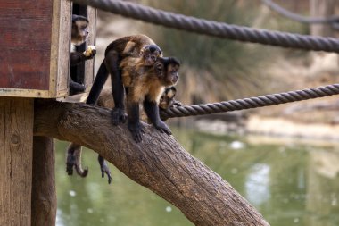 Hayvanat bahçesindeki siyah çizgili kapuçinin (Sapajus libidinosus) yakın görüntüsü.