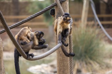 Hayvanat bahçesindeki siyah çizgili kapuçinin (Sapajus libidinosus) yakın görüntüsü.