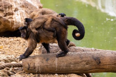 Hayvanat bahçesindeki siyah çizgili kapuçinin (Sapajus libidinosus) yakın görüntüsü.