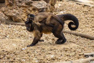 Hayvanat bahçesindeki siyah çizgili kapuçinin (Sapajus libidinosus) yakın görüntüsü.