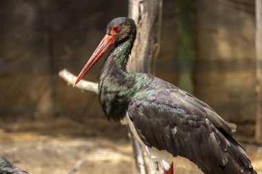 Kara leylek (Ciconia nigra) kuşunun yakın görüntüsü.