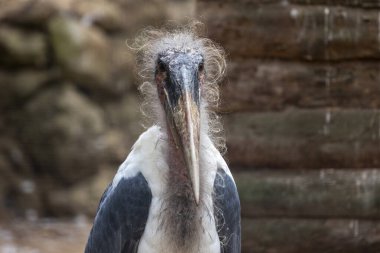 Close view of a marabou stork (Leptoptilos crumenifer) bird. clipart