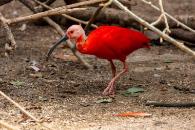 Kızıl aynalı (Eudocimus ruber) kuşunun yakın görüntüsü.
