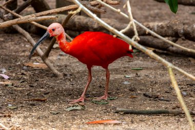 Kızıl aynalı (Eudocimus ruber) kuşunun yakın görüntüsü.