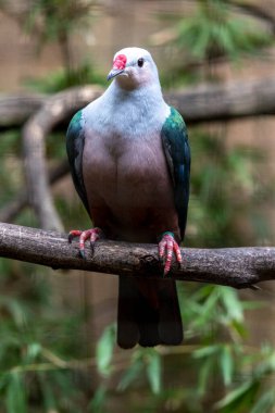 Close up view of a Red knobbed imperial pigeon (Ducula rubricera) bird. clipart