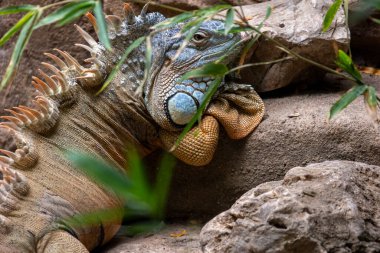 Hayvanat bahçesindeki iguana kertenkelesinin yakın görüntüsü.