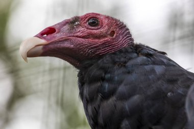 Hayvanat bahçesindeki hindi akbabasının (Cathartes aura) yakın görüntüsü.