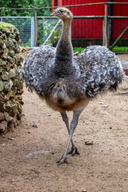 Rhea (Rhea pennata) dövüşsüz kuşun yakın görüntüsü.