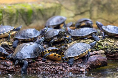Bir gölet üzerinde bir demet kırmızı kulaklı terrapin (Trachemys scripta elegans) yakın görüntü.