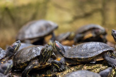Bir gölet üzerinde bir demet kırmızı kulaklı terrapin (Trachemys scripta elegans) yakın görüntü.