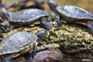 Bir gölet üzerinde bir demet kırmızı kulaklı terrapin (Trachemys scripta elegans) yakın görüntü.