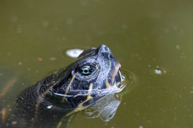 Kırmızı kulaklı terrapin 'in (Trachemys scripta elegans) göldeki suyun içinden yükselişini yakından izle..