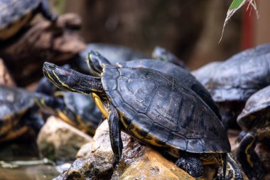 Bir gölet üzerinde bir demet kırmızı kulaklı terrapin (Trachemys scripta elegans) yakın görüntü.