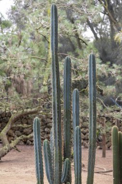 Close view of a Trichocereus macrogonus cactus plant. clipart