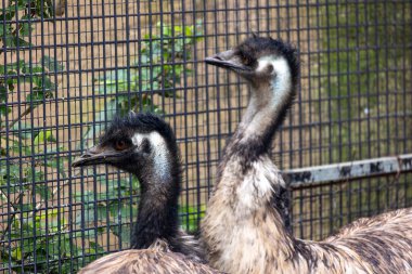 Close up view of Australian Emu (Dromaius novaehollandiae) captive on a zoo. clipart