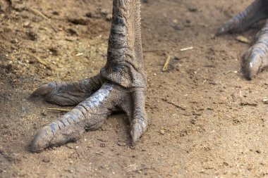 Daha düşük Rhea (Rhea pennata) ayak görünümünü kapat.