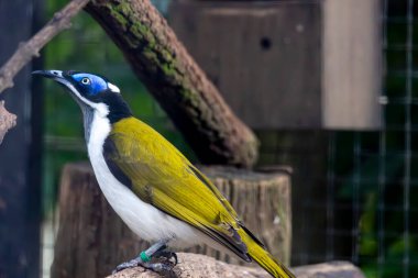 Mavi yüzlü bir Honeyater 'ın (Entomyzon siyanotis) yakın görüntüsü.