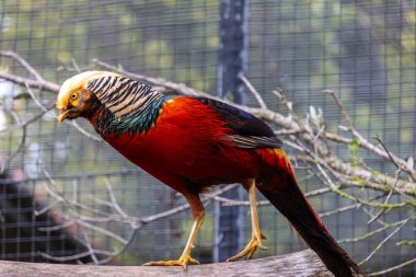 Erkek bir altın sülünün (chrysolophus pictus) yakın görüntüsü.