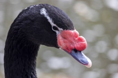 Siyah boyunlu bir kuğunun (Cygnus melancoryphus) yakın görüntüsü) .