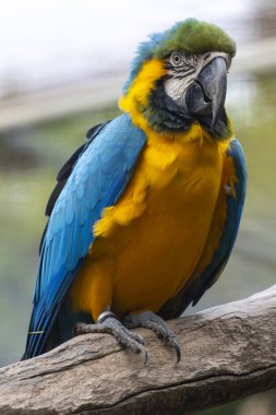 Mavi ve sarı bir papağan kuşunun (Ara ararauna) yakın görüntüsü.