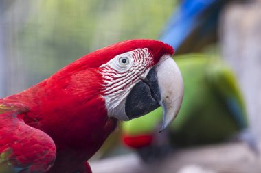 Close up view of a red-and-green macaw (Ara chloropterus) bird. clipart