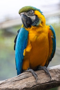 Mavi ve sarı bir papağan kuşunun (Ara ararauna) yakın görüntüsü.