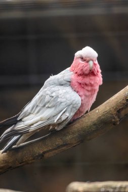 Bir Galah (Eolophus roseicapilla) kuşunun yakın görüntüsü.