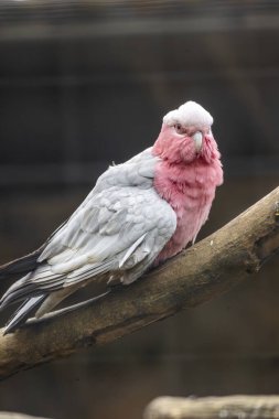 Close up view of a Galah (Eolophus roseicapilla) bird. clipart